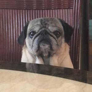 Meet your Posher, Jorell